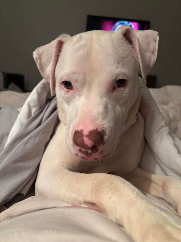 Picture of the Animal Listed